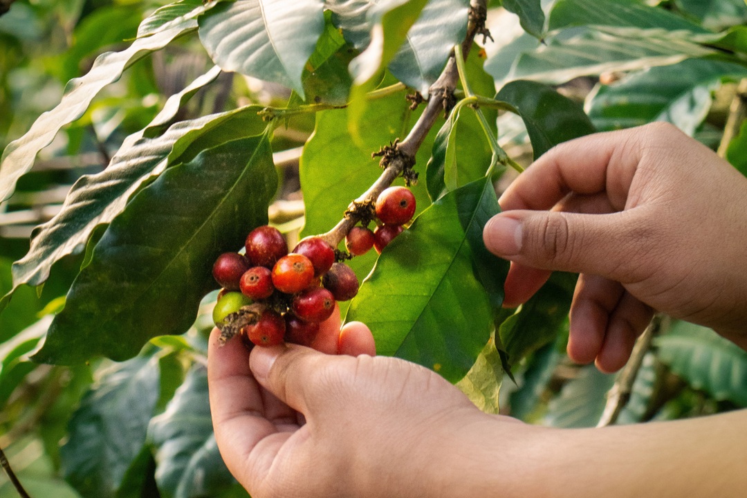 Sabores de México: explorando las regiones del café