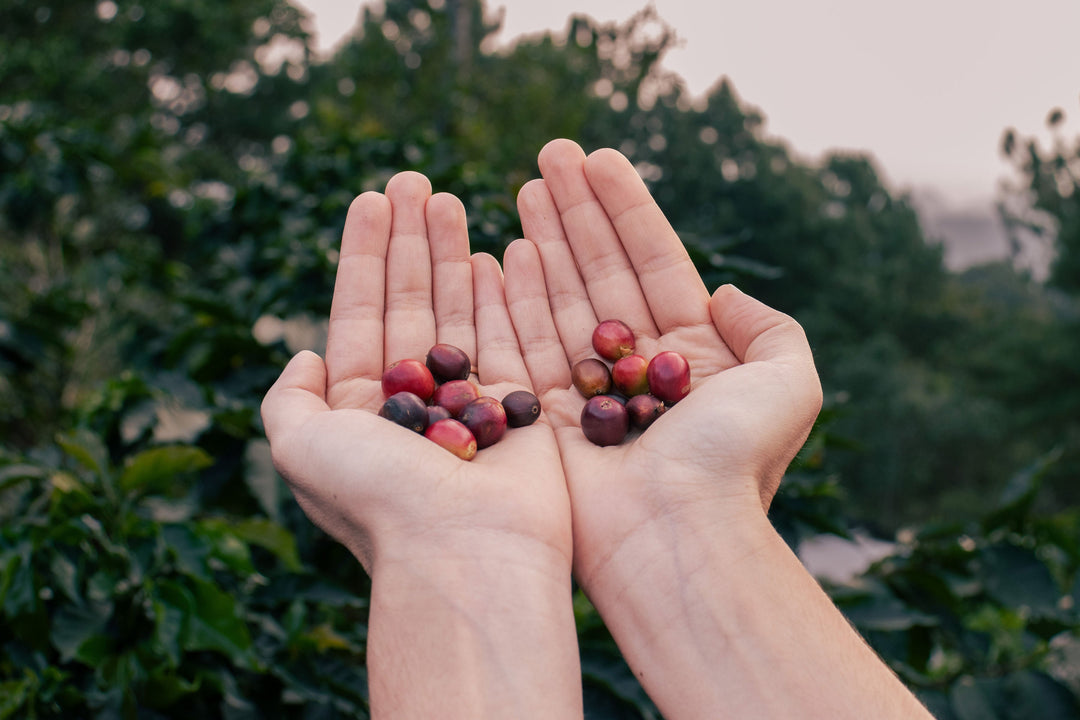 Café de origen, más que solo una taza