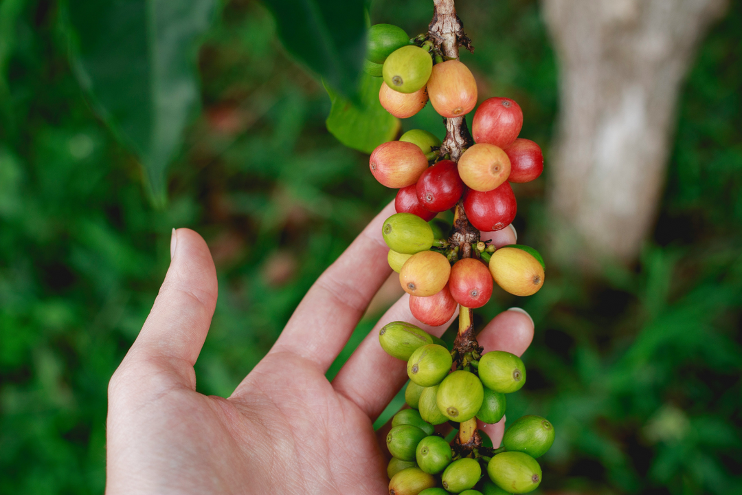 La trazabilidad en el café de especialidad