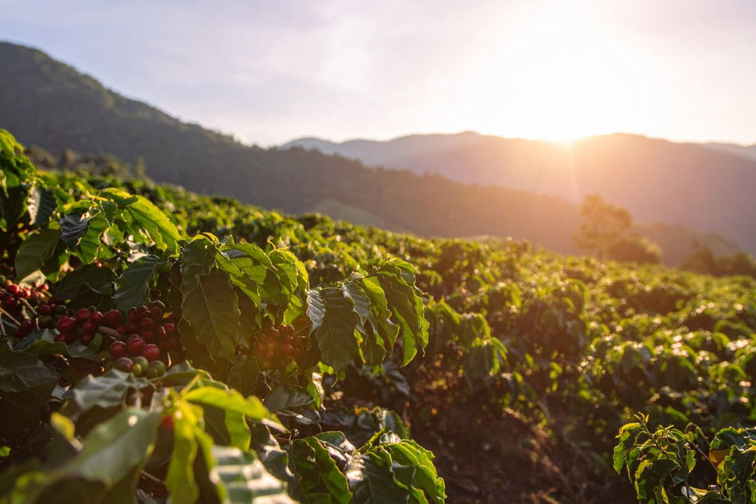 Certificación que respalda tu café de especialidad